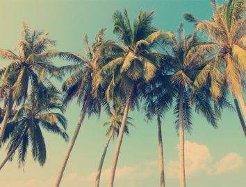 Paradise Found - Vintage Palms
