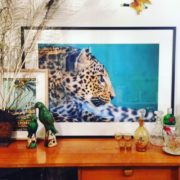 Leopard, 60x90 Matt in frame