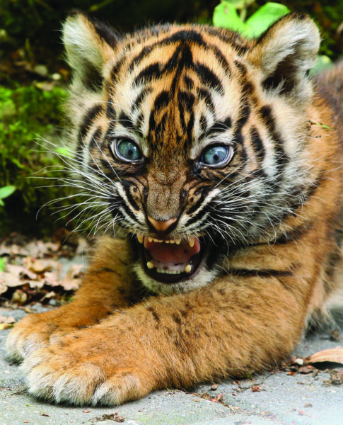 tiger-bub